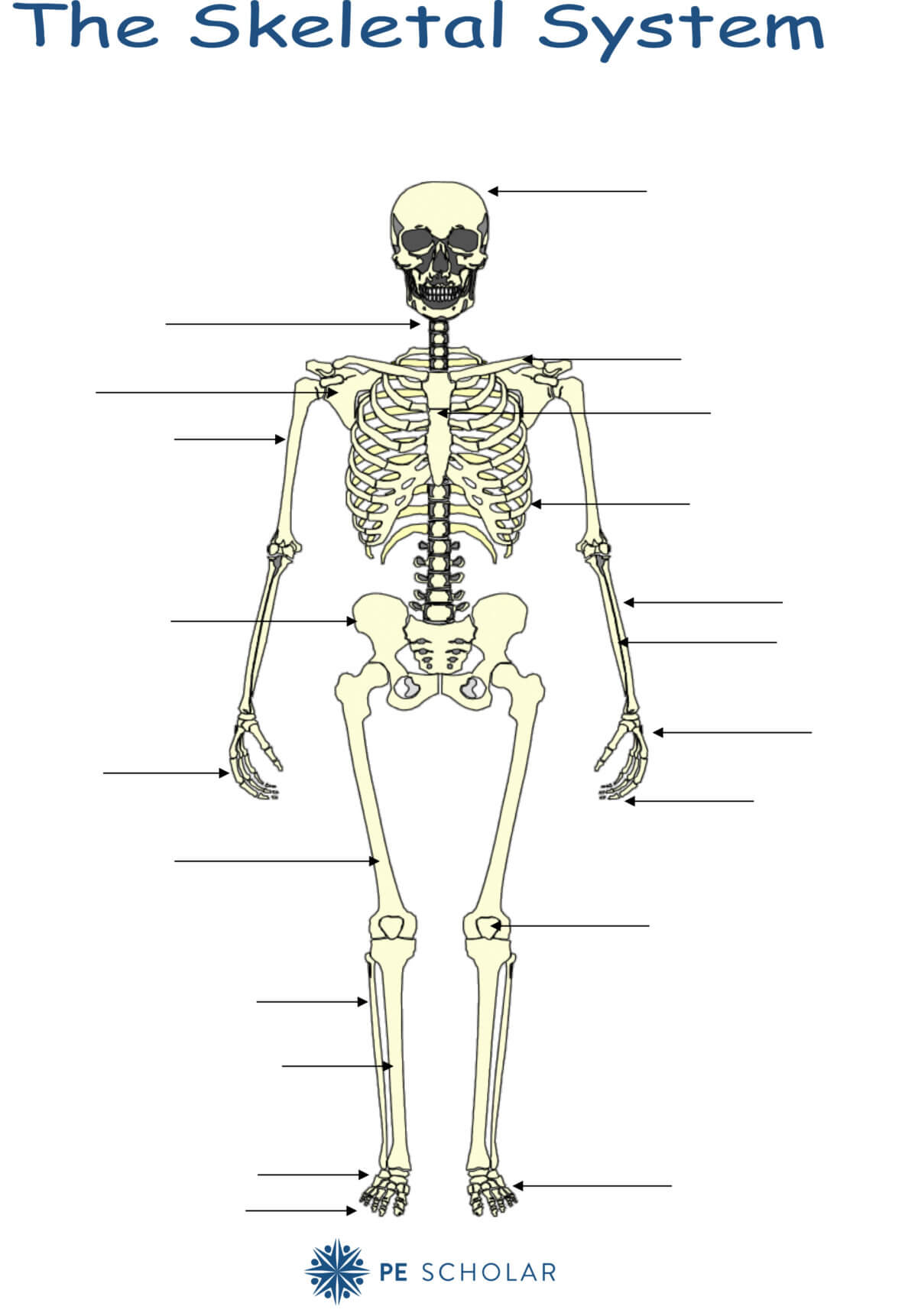 Skeletal System - Bones and Joints - PE Scholar