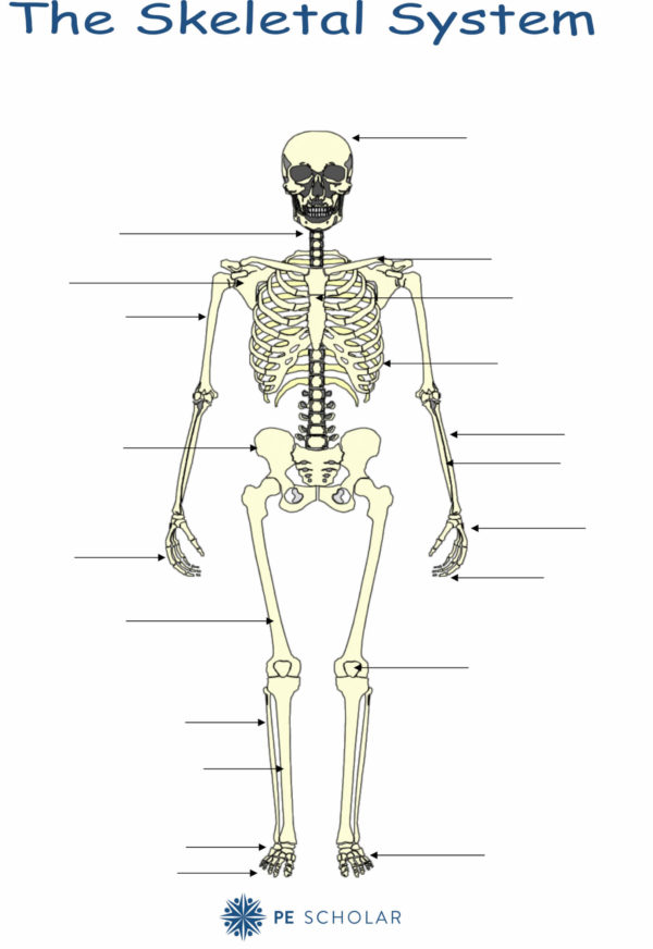 Skeletal System - Bones And Joints - Pe Scholar