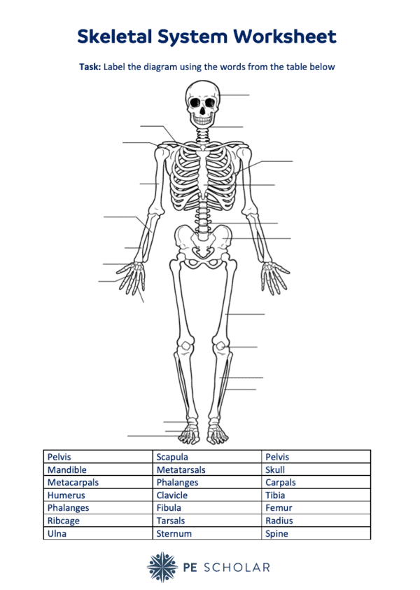 Skeletal System Worksheet - PE Scholar